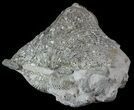 Pyrite Replaced Brachiopod (Paraspirifer) - Ohio #52697-1